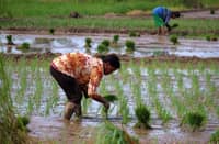 Inflation eases to 6.1% as rice prices surge